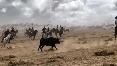 toro moraleja