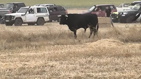 toro encierro Moraleja del Vino (1)