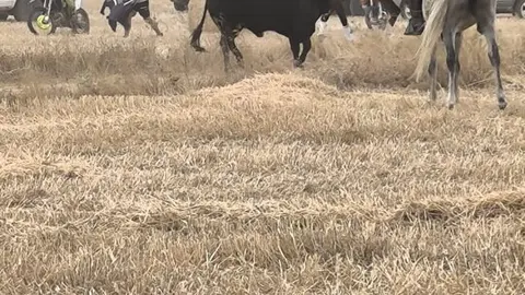 toro encierro Moraleja del Vino (2)