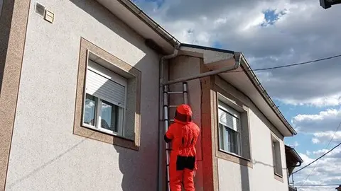 retirada avispa asiatica