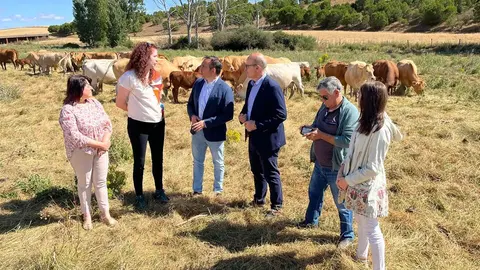 Explotación de vacuno en  Morerual de los Infanzones