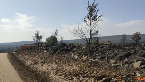 Riofrío de Aliste tras el fuego_6