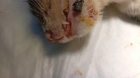 gato sobradillo de palomares