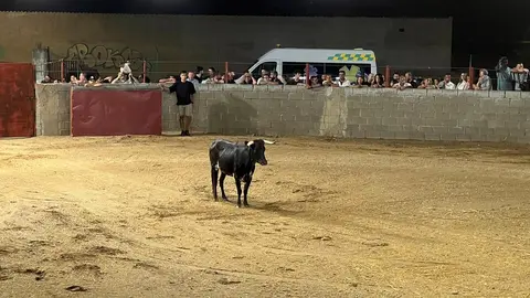Coreses, vaquillas