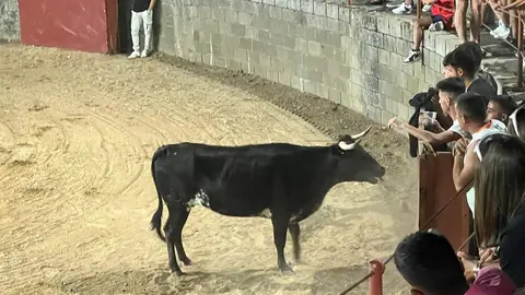 Coreses, vaquillas