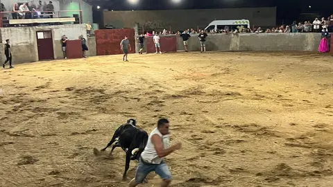 Coreses, vaquillas
