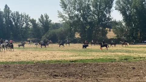 encierro de Villamor de los Escuderos