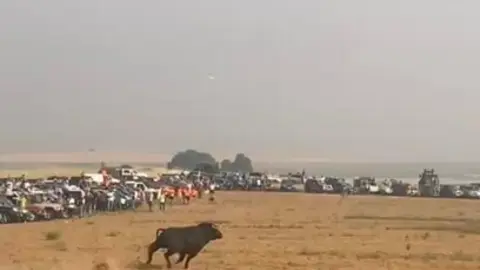 Coreses, encierro campero