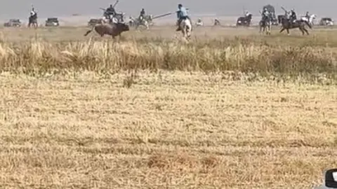 Coreses, encierro campero