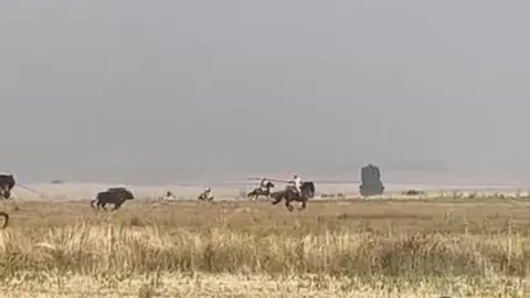 Coreses, encierro campero