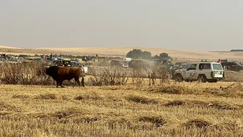 Coreses, encierro campero