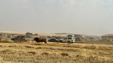 Coreses, encierro campero