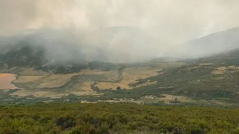 peces fuego _10