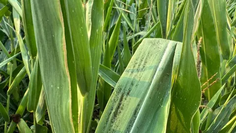 Ceniza en los maíces