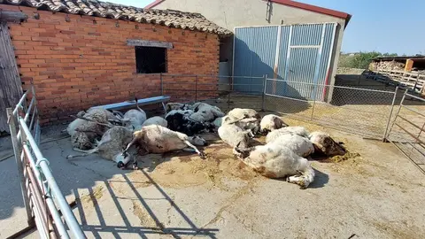 ovejas muertas