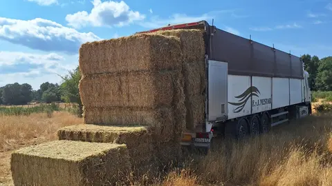 Forraje, alimentación para ganaderías afectadas por los incendios