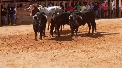 Tecer encierro Fermoselle, toros en la plaza