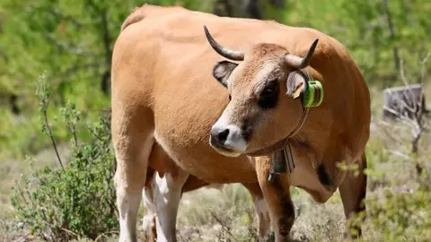 Ayudas sector ganadero - Vaca con un collar de vallado virtual.