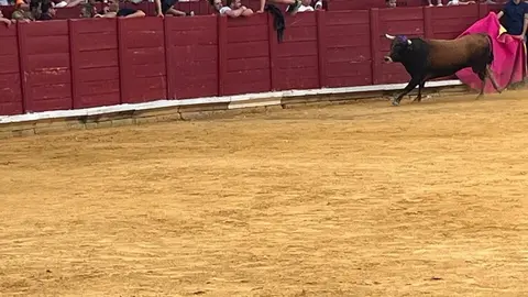 Fuente del Vino Toro _3