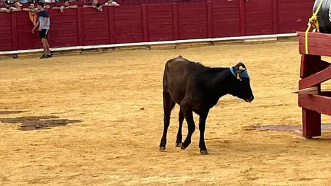 Fuente del Vino Toro _15