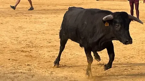 Fuente del Vino Toro _17