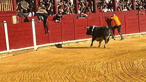 Toro del Cajón solidario: emoción, tradición y plaza llena por una buena causa