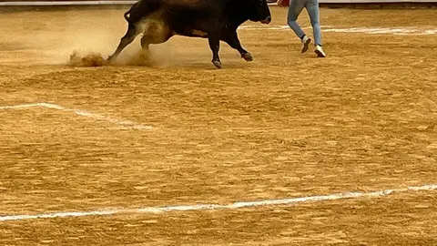Toro del Cajón solidario: emoción, tradición y plaza llena por una buena causa