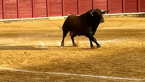 Toro del Cajón solidario: emoción, tradición y plaza llena por una buena causa
