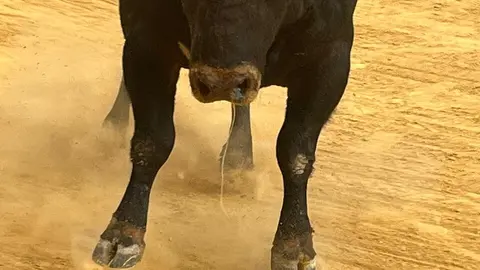 Toro del Cajón solidario: emoción, tradición y plaza llena por una buena causa