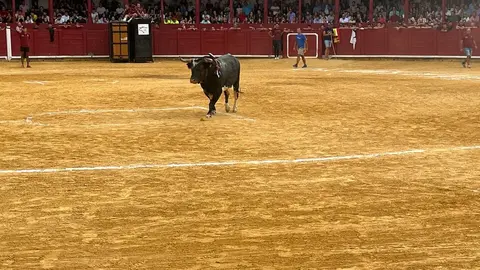 Toro del Cajón solidario: emoción, tradición y plaza llena por una buena causa