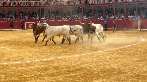 Toro del Cajón solidario: emoción, tradición y plaza llena por una buena causa