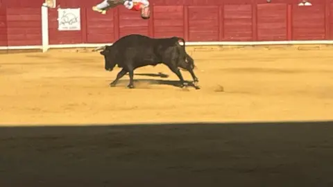 cortes toro san agustín 2025_42