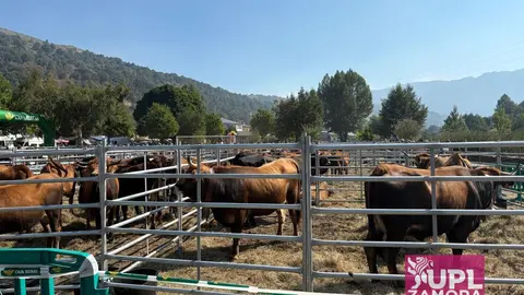 ganado