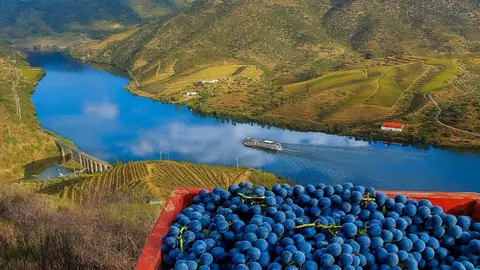 vinos duero tierra del vino