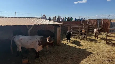 Espante de Carbajales