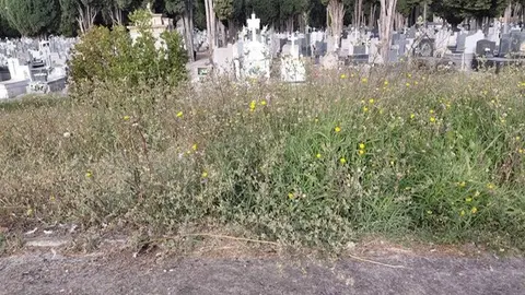 cementerio de Zamora  (3)