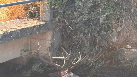 ciervo en el canal de Pumarejo de Tera
