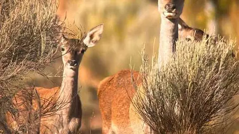 Berrea - Imagen cedida de Adaja Nature_1