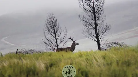 Berrea - Imagen cedida de Adaja Nature_2