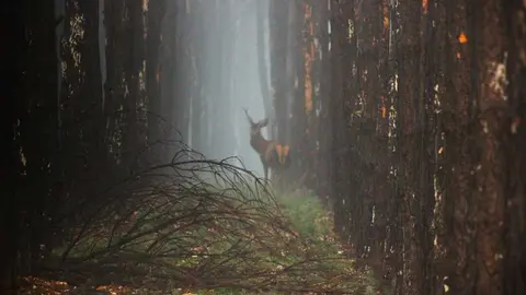 Berrea - Imagen cedida de Adaja Nature_4