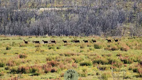 Berrea - Imagen cedida de Adaja Nature_5