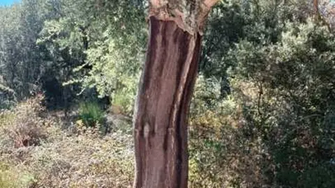 Alcornoque tras el descorche