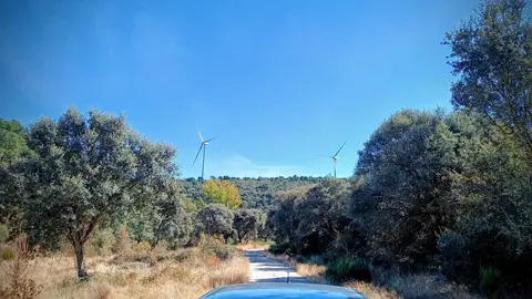 Molinos entre árboles