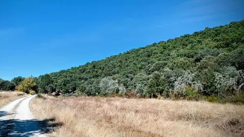 Ruta del Alcornocal11