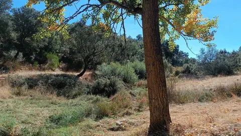 Ruta del Alcornocal6