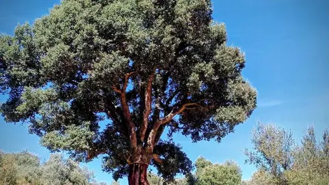 Alcornocal tras un descorche