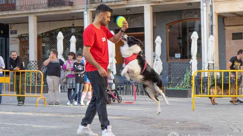 Concurso de mascotas - imagen Interbenavente