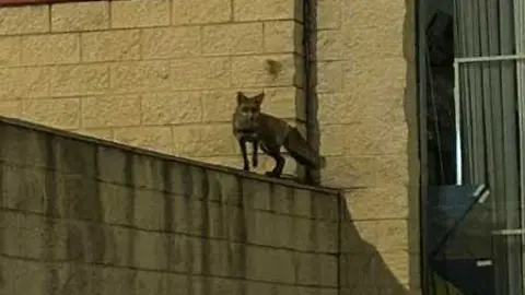 un zorro en Zamora _2