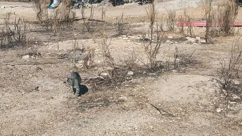 Gato por la finca, donde se aprecia las consecuencias del fuego
