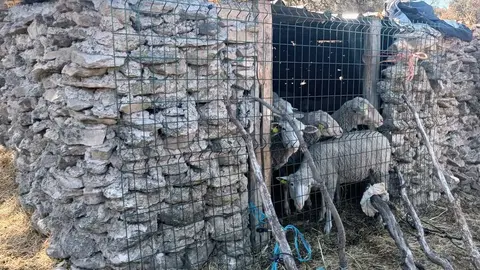Ovejas en el corral